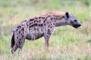 Spotted Hyena as Procoptodon