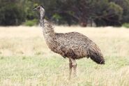 Emu as Southern Cassowary