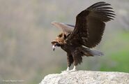 Eurasian Black Vulture Aegypius monachus