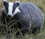 European Badger