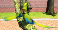 Great-green-macaw-zootycoon3