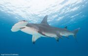 Great hammerhead (Sphyrna mokarran)