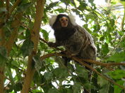 Marmoset.jpg