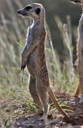 Meerkat (Animals)