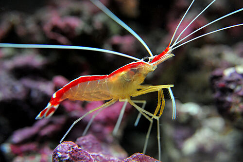 Pacific Cleaner Shrimp | The Parody Wiki | Fandom