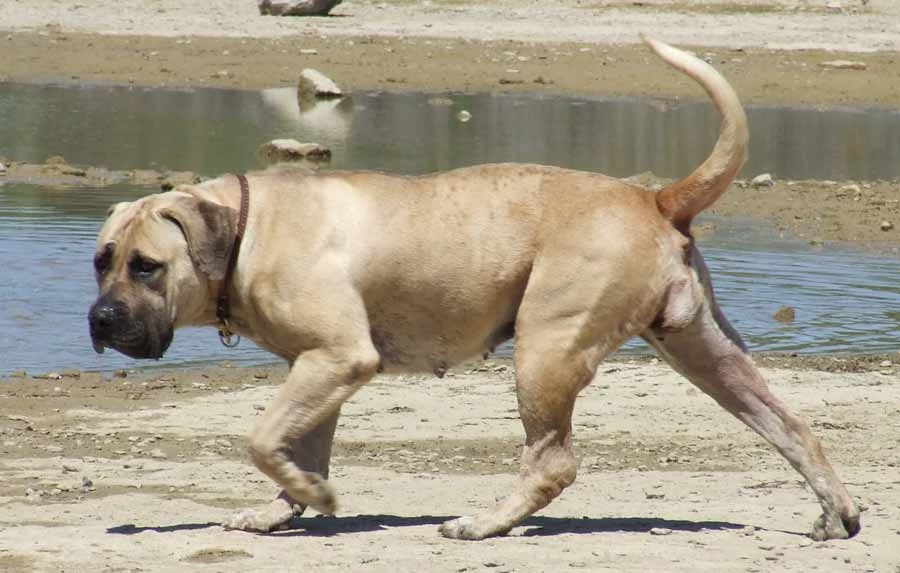 white boerboel
