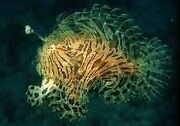 Striated frogfish