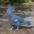 Victoria Crowned Pigeon as Heyuannia