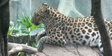Bronyx Zoo Leopard