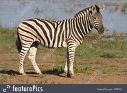 Burchell's zebra