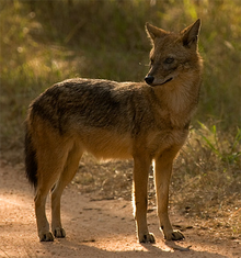 Ca indicus12.png
