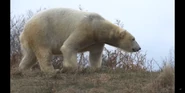 Detroit Zoo Polar Bear.png (1.71 MB)