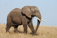 East African Bush Elephant in Kenya