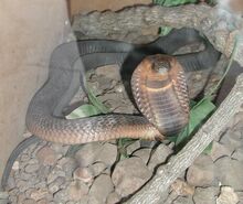 Egyptian cobra.jpg