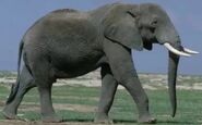 Elephant (African Bush Elephant)