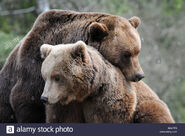  Sanglier et Truie d'Ours Brun Eurasien