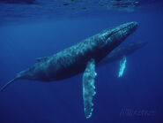 Humpback Whale as Vinnie