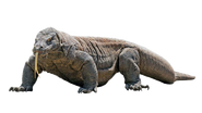 NR1 Komodo Dragon