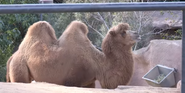 San Diego Zoo Bactrian Camel