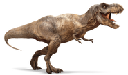 Tyrannosaurus rex as Cub