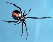 W31 latrodectus big.jpg