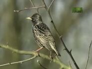 WTAF Common Starling