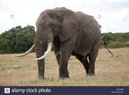 African Bush Elephant Bull