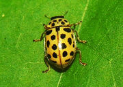 Anisosticta novemdecimpunctata.jpg