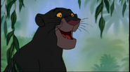 Bagheera as BoCo