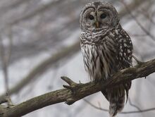 Barred owl granthickey1.jpg