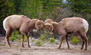 Bighorn Sheep as Mighty Mac