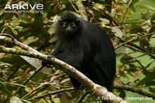 Bioko-black-colobus-monkey-in-rainforest.jpg