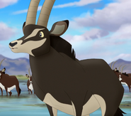 Bupu the Sable Antelope