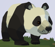 Giant Panda