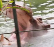 Hippopotamus san francisco zoo
