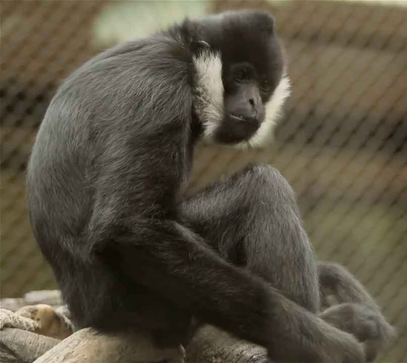Kansas City Zoo Gibbon.png