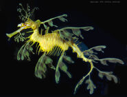 Leafy Sea Dragon as Seahorse