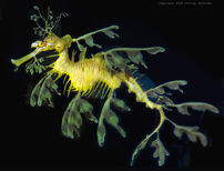 Leafy sea dragon.jpg