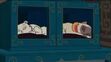 Sagwa and Sheegwa are sleeping like angels