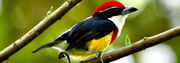 Scarlet-banded-barbet.jpg