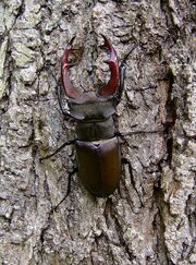 Stag Beetle.jpg