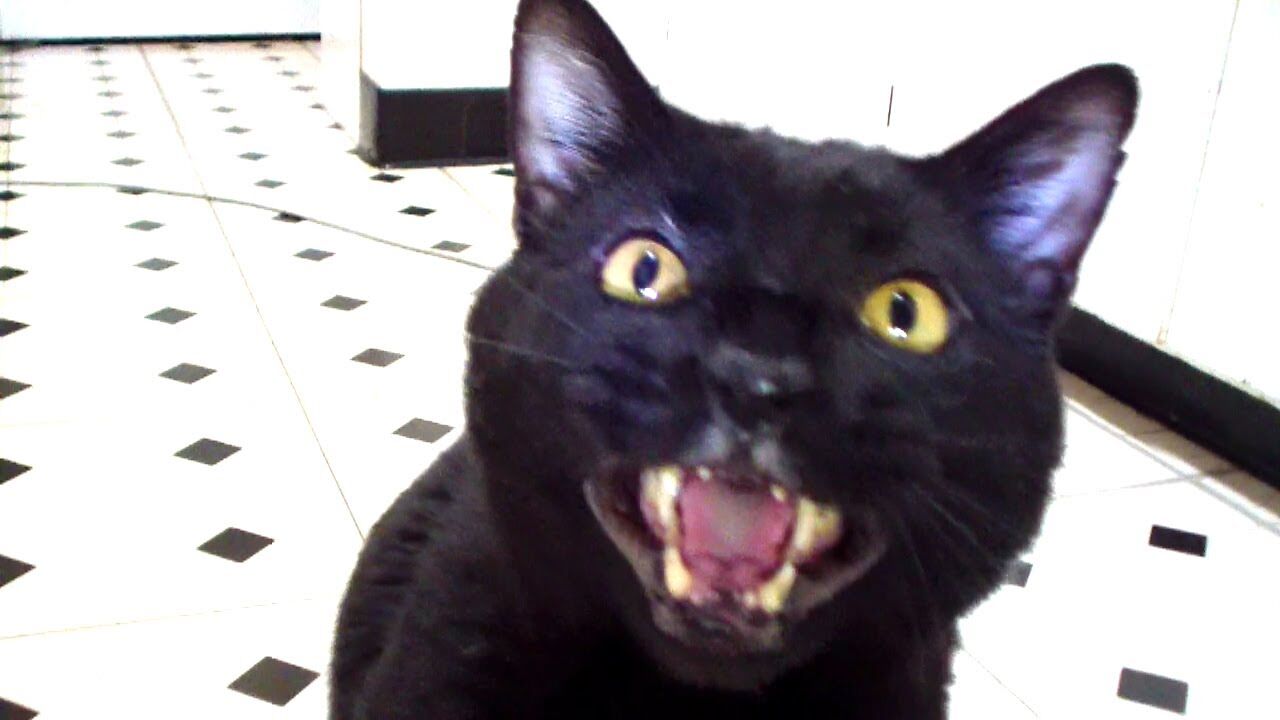 Sylvester the top talking cat 2019