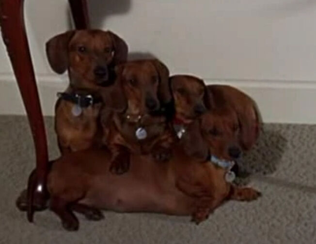 Ugliest dachshund online