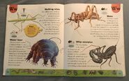 Weird Animals Dictionary (25)