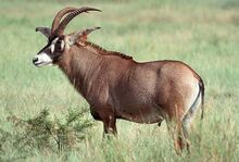 1-roan-antelope-moswe590a.jpg