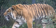 Akron Zoo Tiger