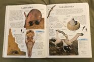 DK Encyclopedia Of Animals (35)