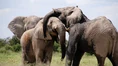 Default-1519656896-elephants-canoodling.jpg (61 KB)
