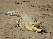 Eastern Nile Crocodile as Sockeye Salmon