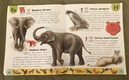 Endangered Animals Dictionary (7).jpeg (1.84 MB)